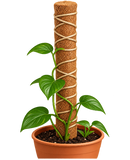 Climbing Plant Support