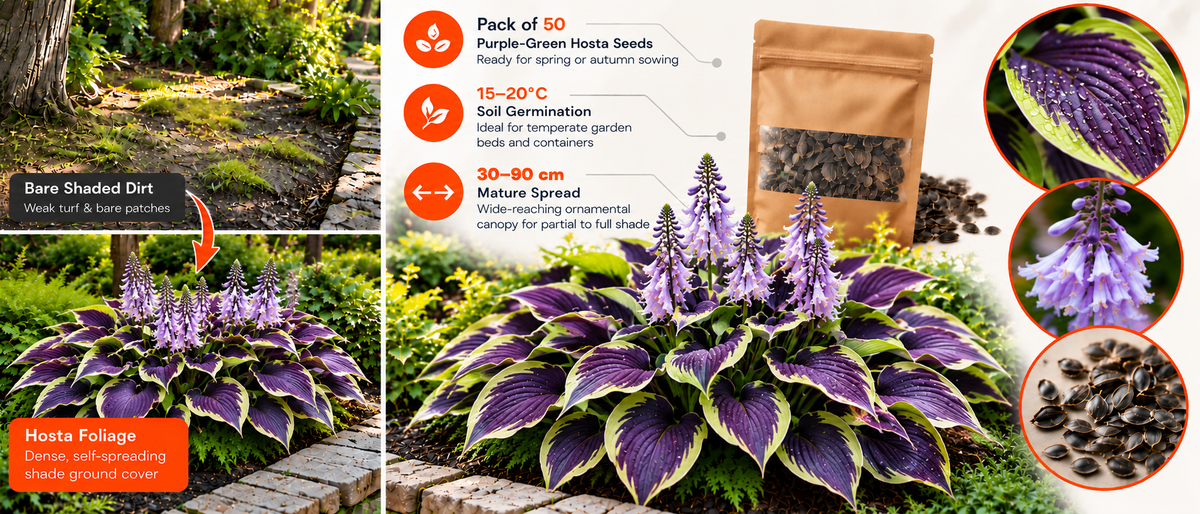 Multicolor Hosta Flower Seeds (50 Pack) Banner 5