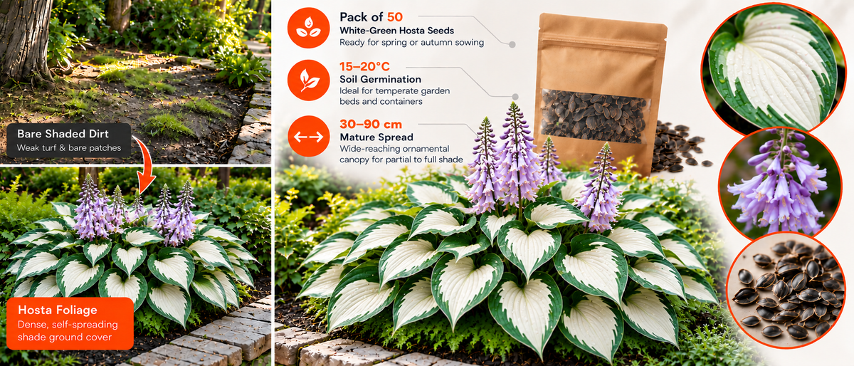 Multicolor Hosta Flower Seeds (50 Pack) Banner 6