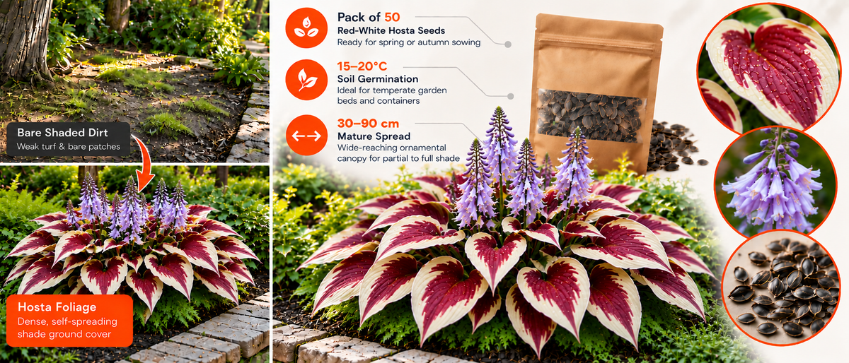 Multicolor Hosta Flower Seeds (50 Pack) Banner 2