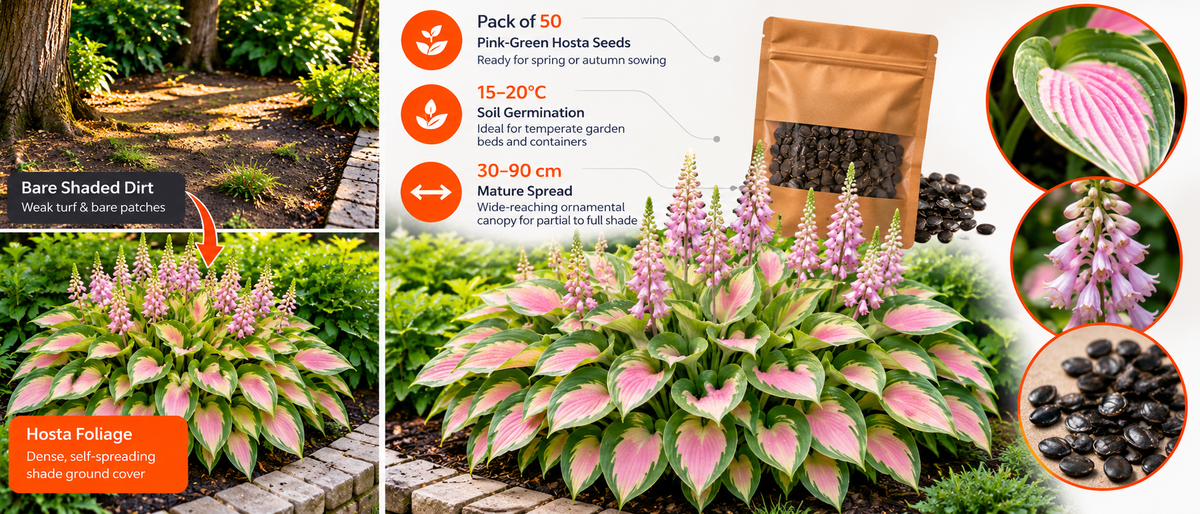 Multicolor Hosta Flower Seeds (50 Pack) Banner 12