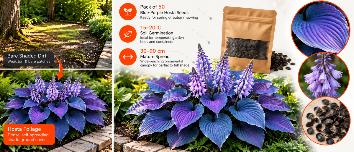 Multicolor Hosta Flower Seeds (50 Pack) Banner 21