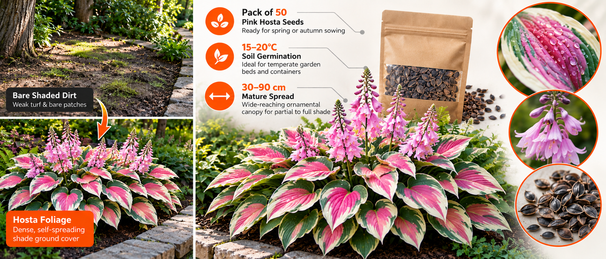 Multicolor Hosta Flower Seeds (50 Pack) Banner 25