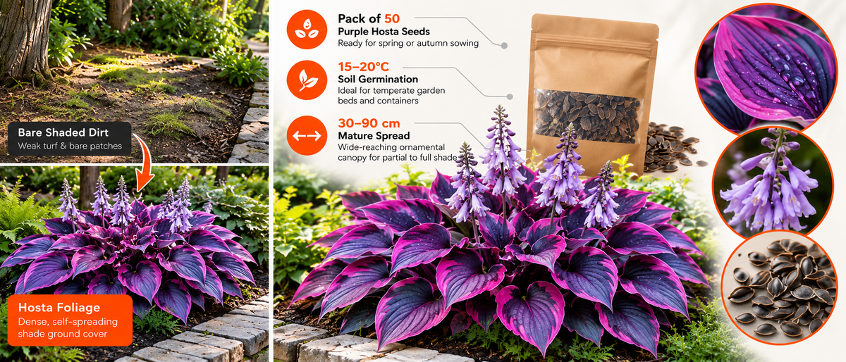 Multicolor Hosta Flower Seeds (50 Pack) Banner 27