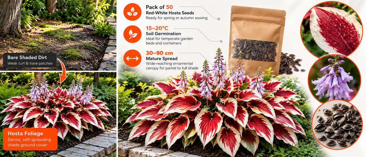 Multicolor Hosta Flower Seeds (50 Pack) Banner 28